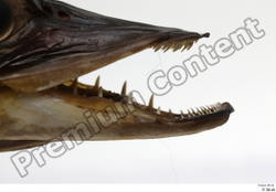 Mouth Teeth Fish Animal photo references